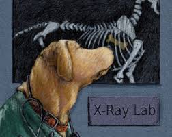 Lab X-Ray Drawing