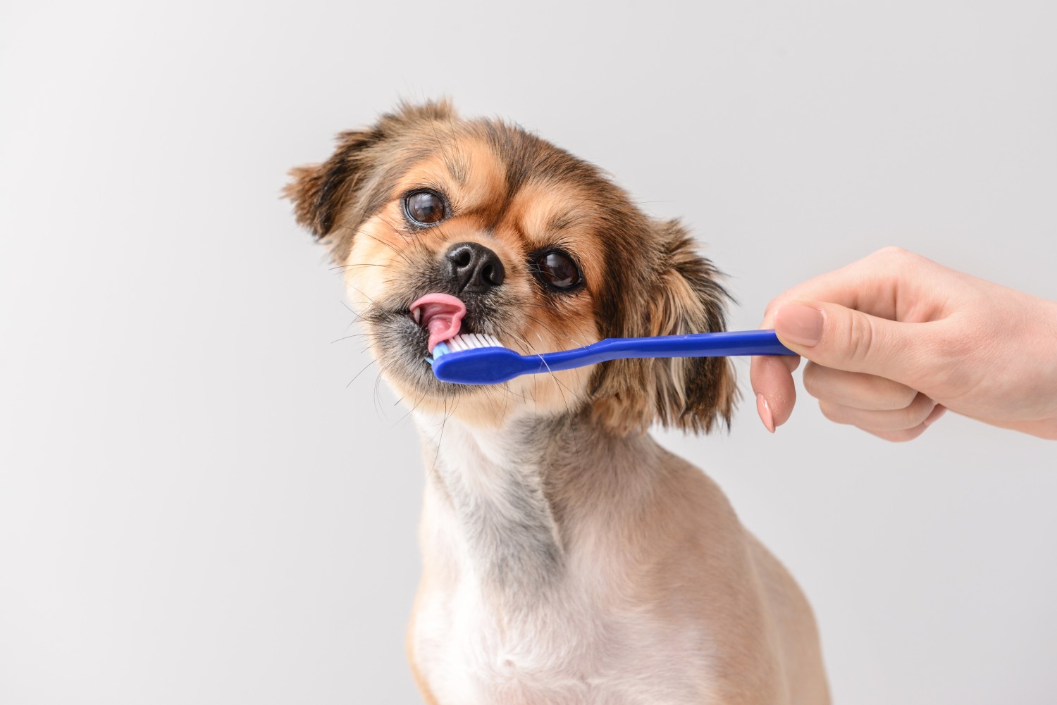 Dental Health - Dog with Toothbrush