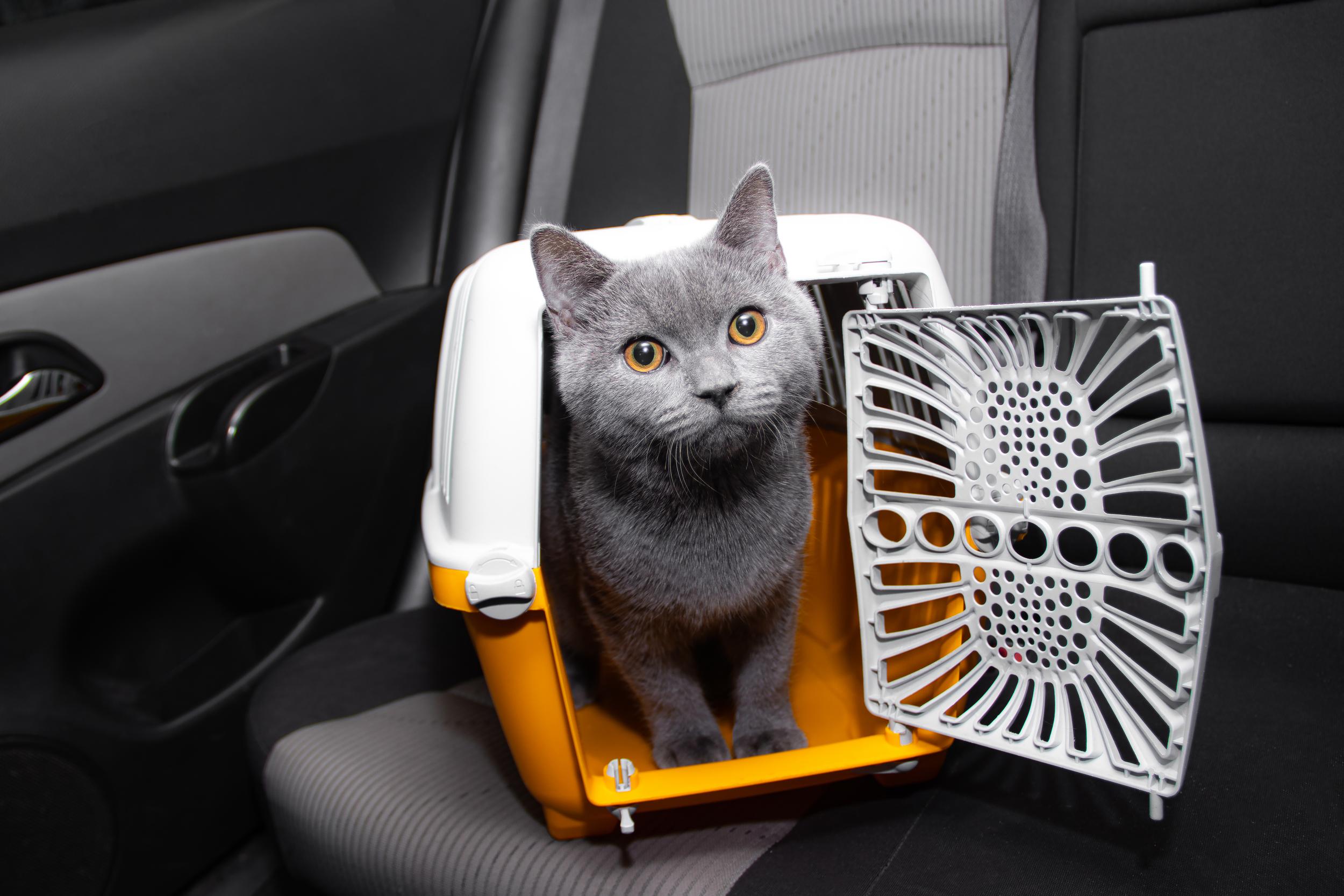 Grey Cat in Carrier in Car