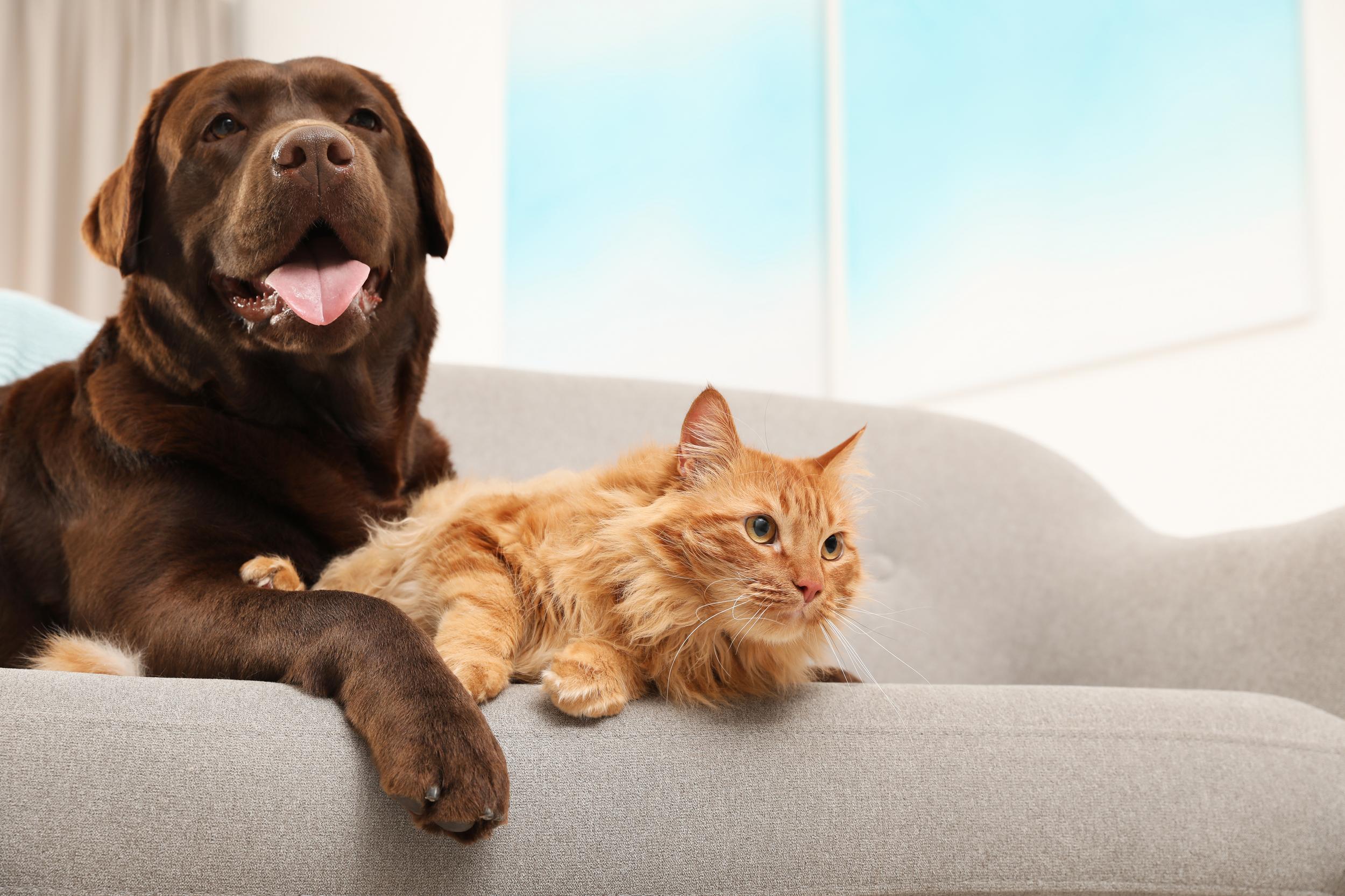 Cat and Brown Lab on Couch