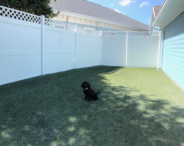 Small black dog sitting outside in a fenced in area on a sunny day