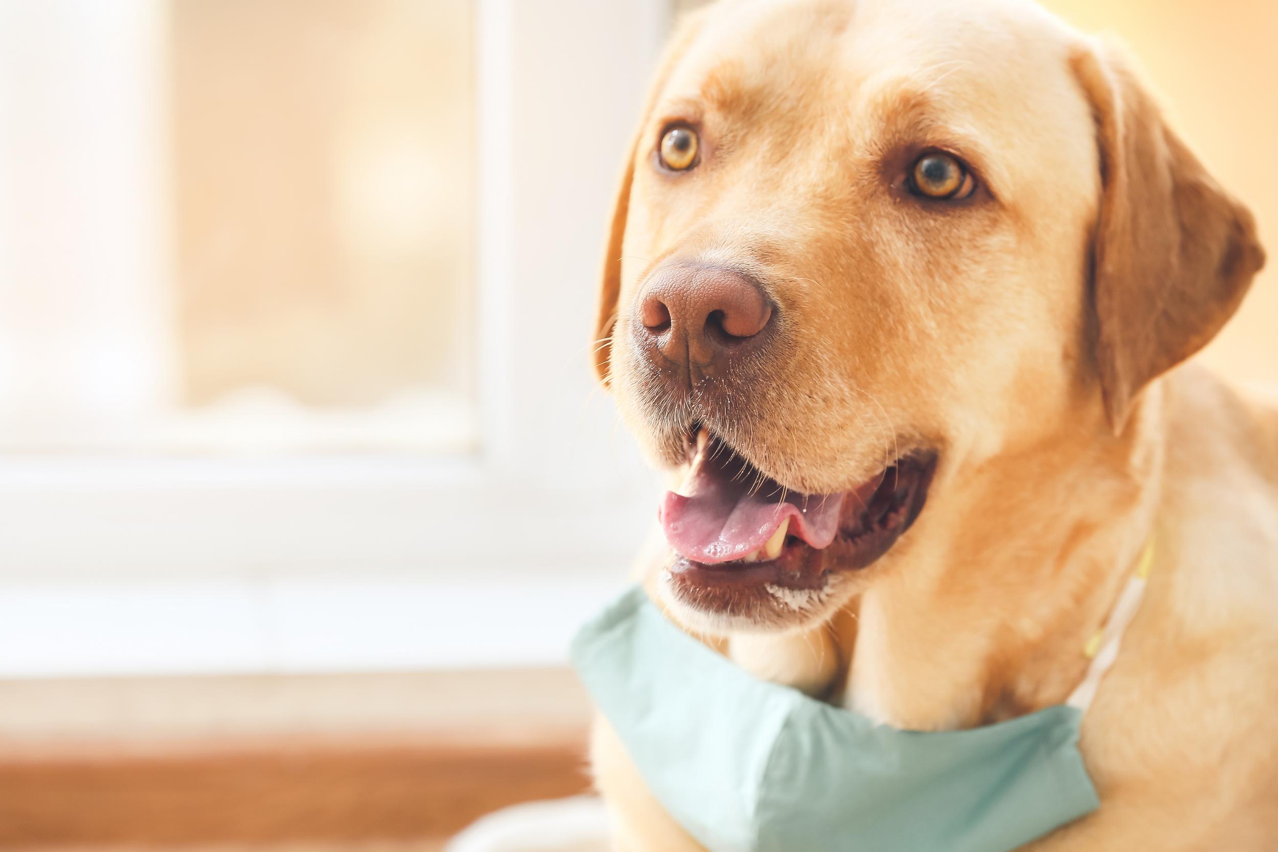 Yellow Labrador with Mask