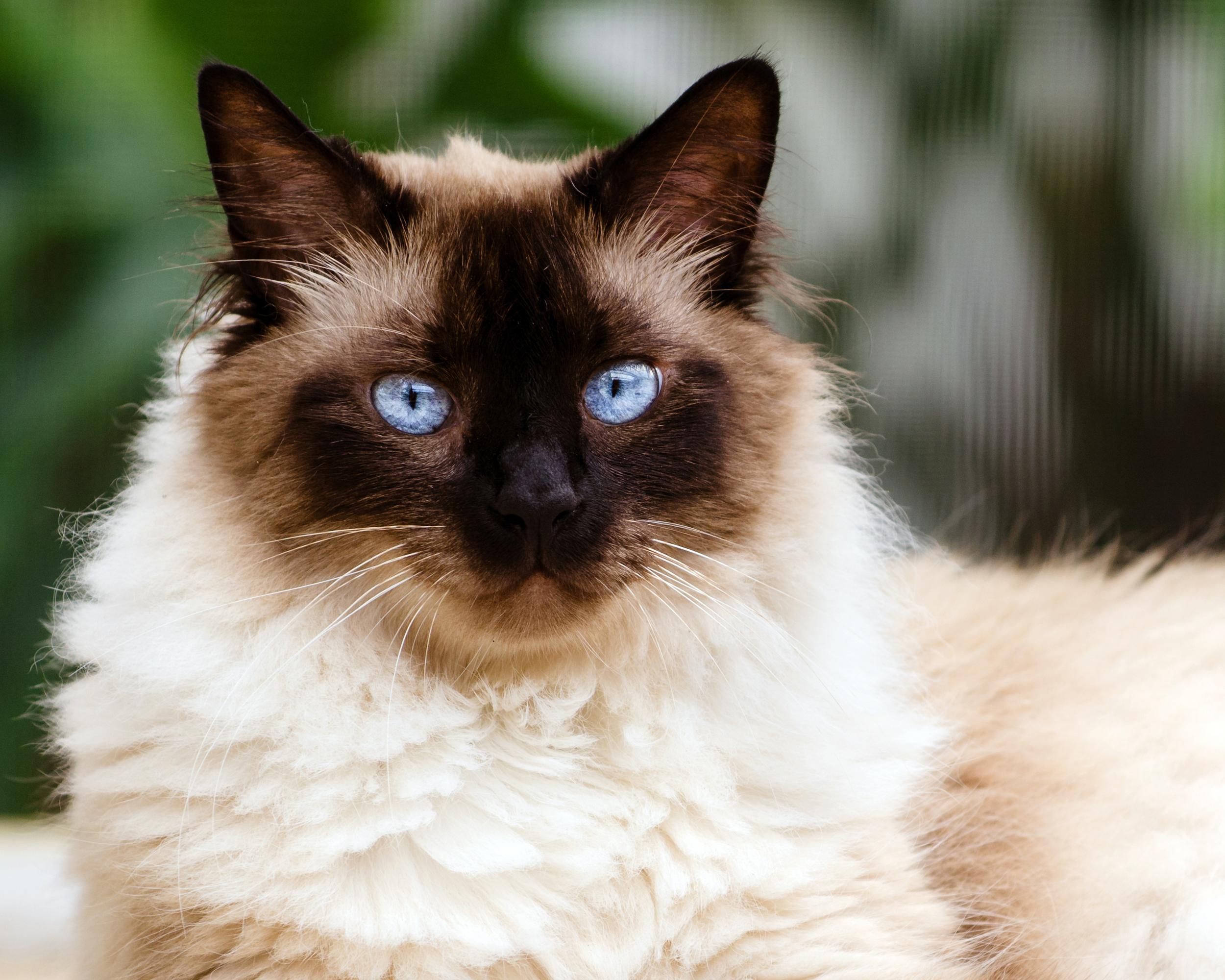 Blue Eyed Siamese Cat