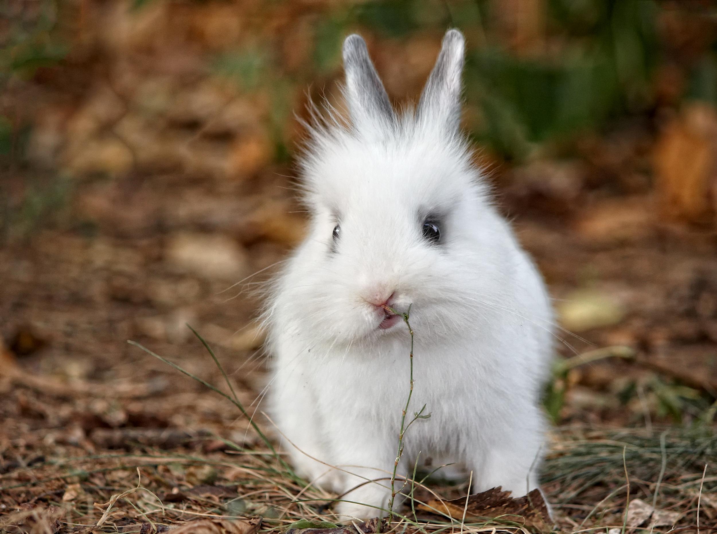 Fluffy White Rabbit Eating Plant Stem
