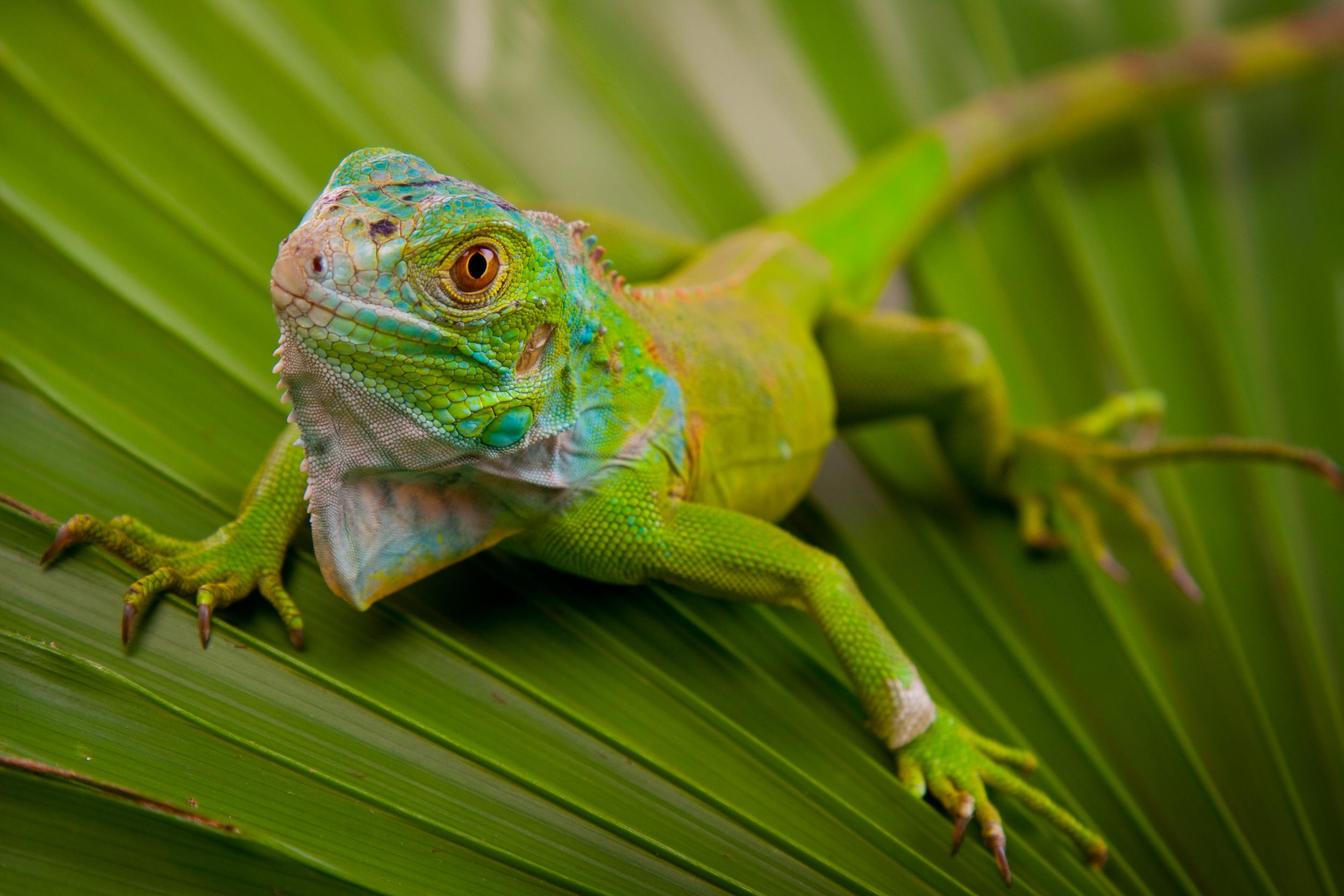 Iguana on Palm Leaf