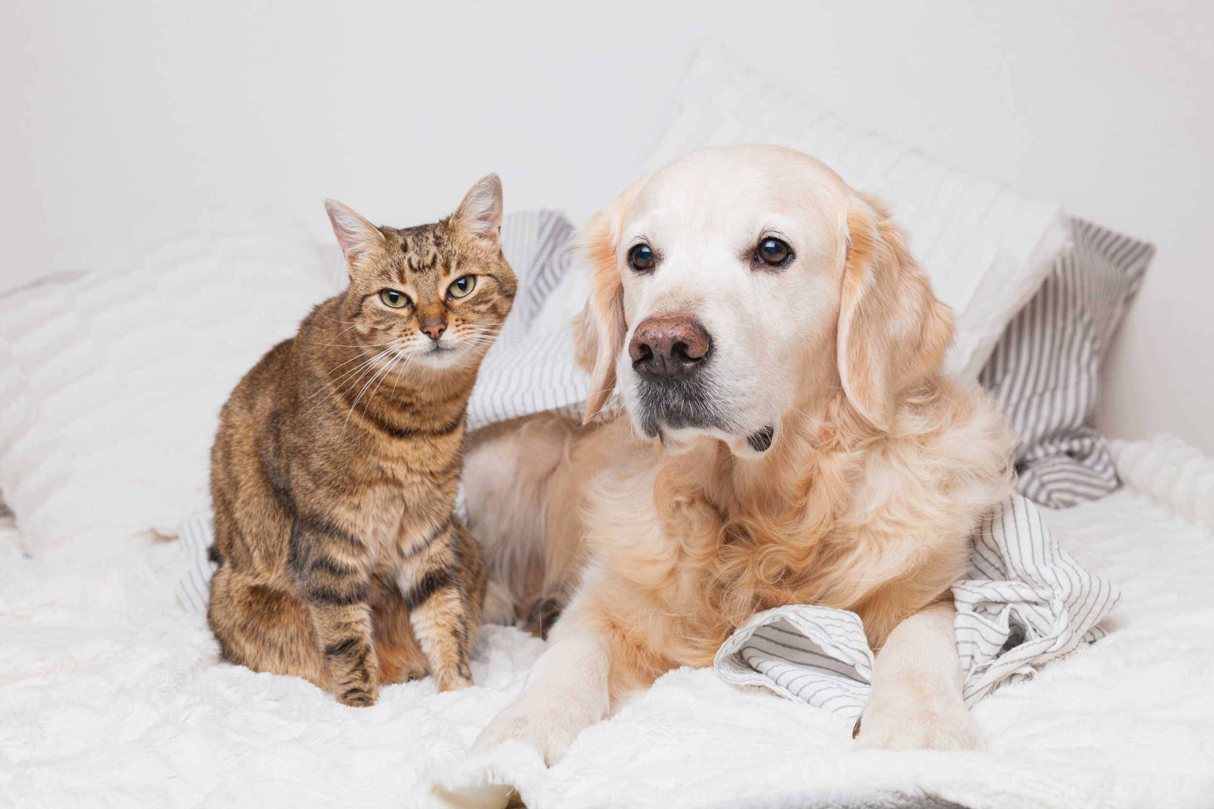 Golden Retriever and Cat Laying in White Bed