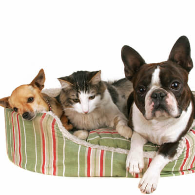 pet vacation care near me