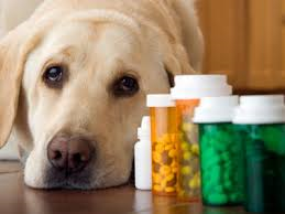 Dog laying next to medications