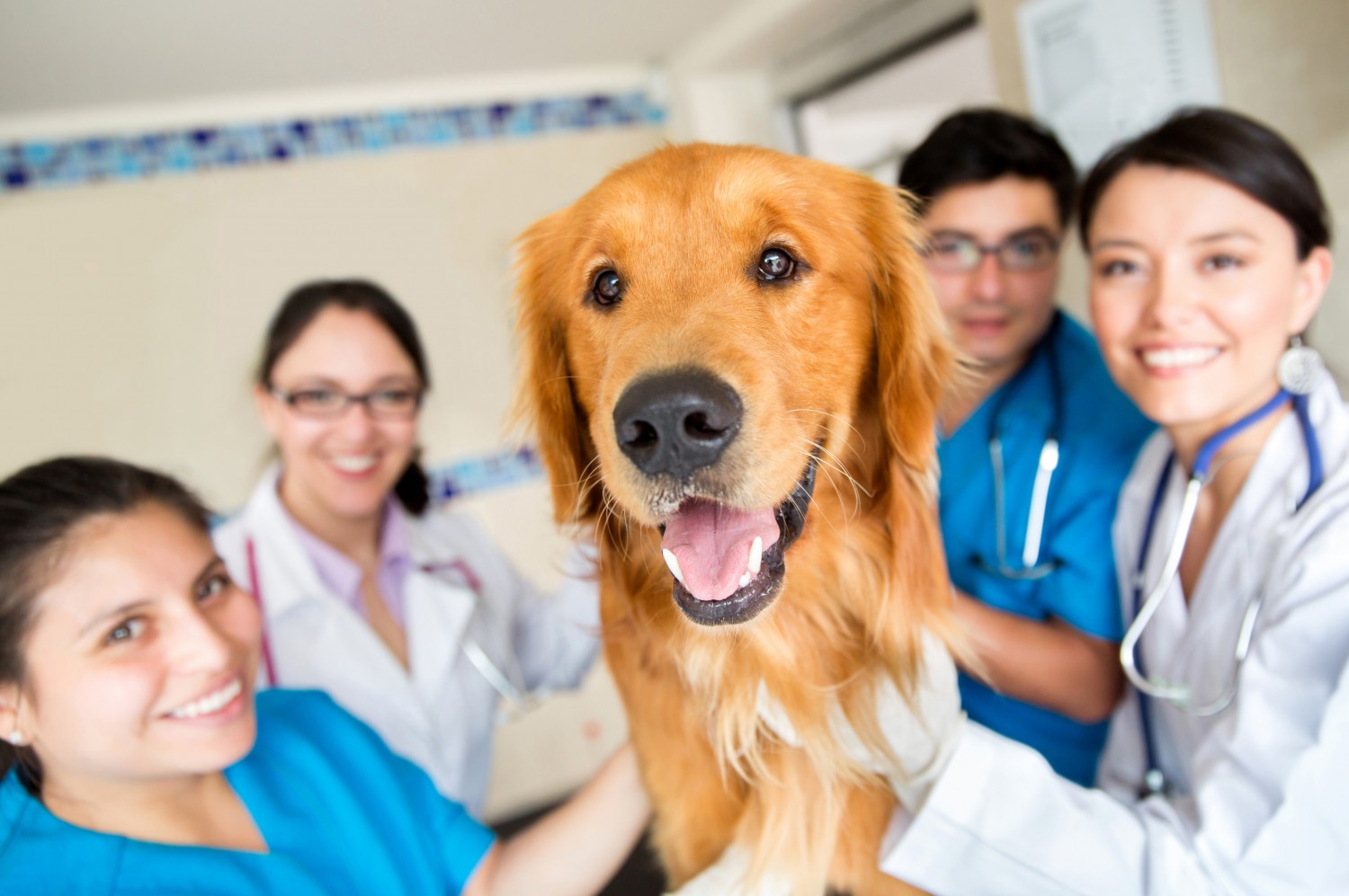 Vet Specialist Referrals - Vets with a dog