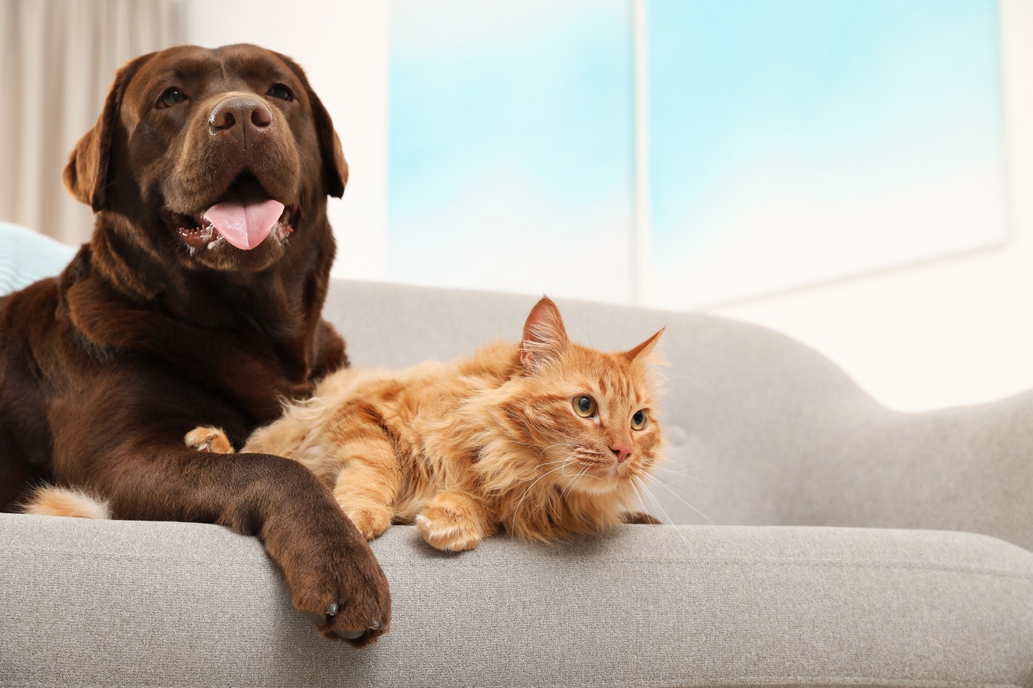 House Calls - Dog & Cat on Couch