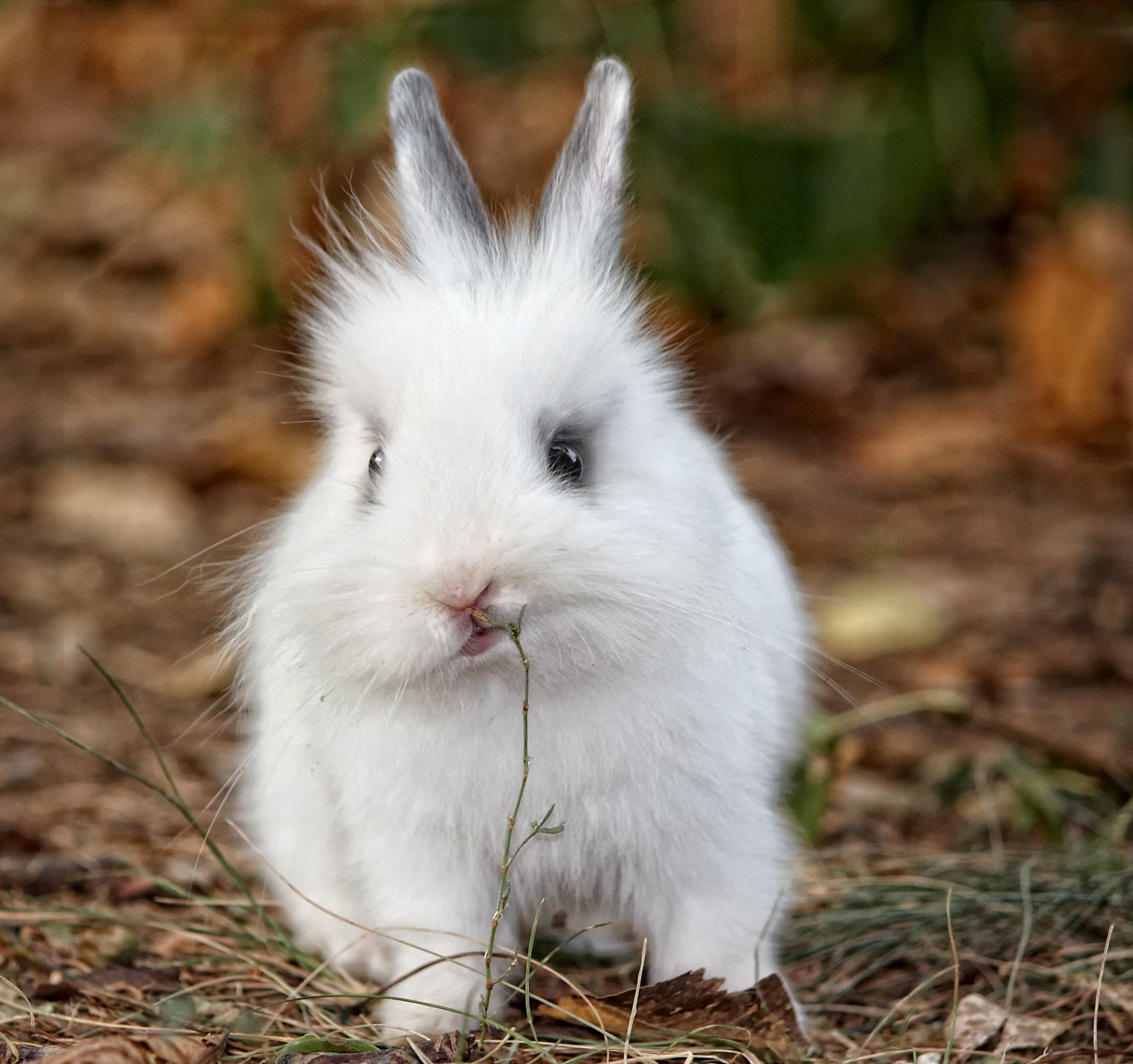 Rabbit Image - Exotic & Pocket Pet Care